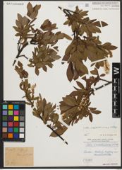 Foto von Salix waldsteiniana Willd.